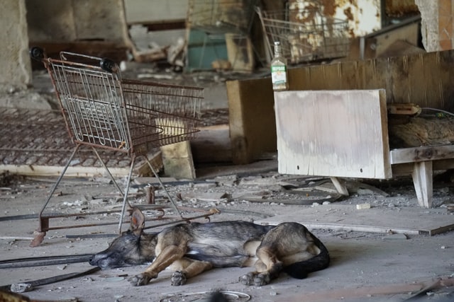 Wat kun jij betekenen voor huisdieren in Oekraïne